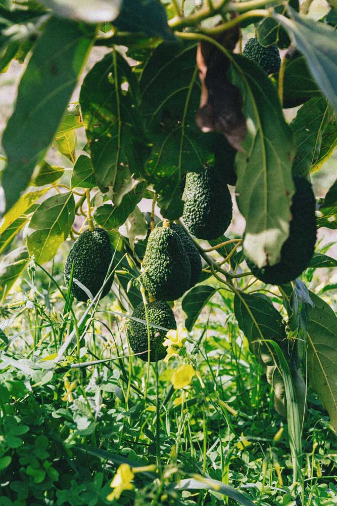 plants-avocado